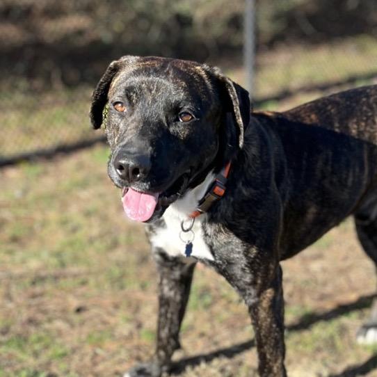 Pachi, a Adoptable Mixed Breed in Chattanooga, TN image 1/6