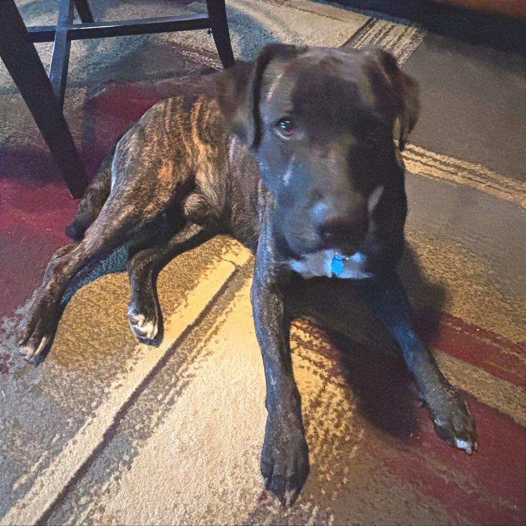 Enlarge Pachi, a Adoptable Mixed Breed in Chattanooga, TN image 2/6