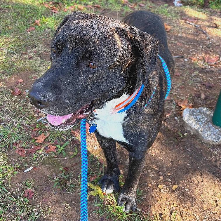 Pachi, a Adoptable Mixed Breed in Chattanooga, TN image 3/6
