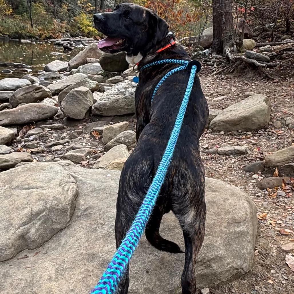 Enlarge Pachi, a Adoptable Mixed Breed in Chattanooga, TN image 3/6