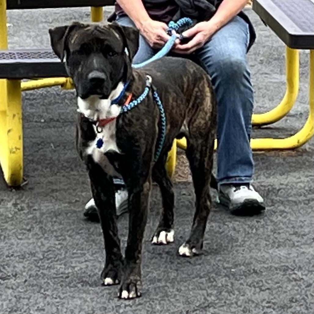 Enlarge Pachi, a Adoptable Mixed Breed in Chattanooga, TN image 4/6