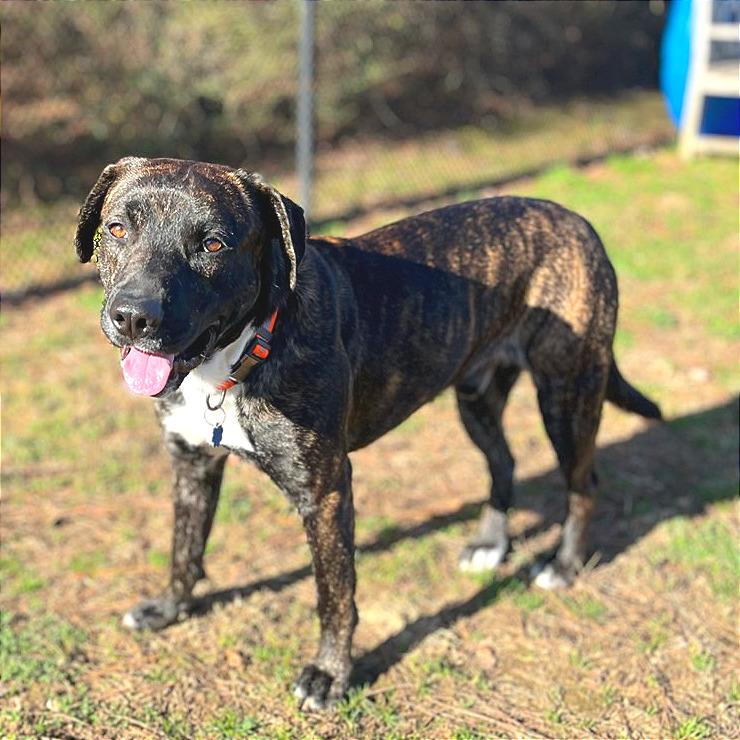 Enlarge Pachi, a Adoptable Mixed Breed in Chattanooga, TN image 5/6