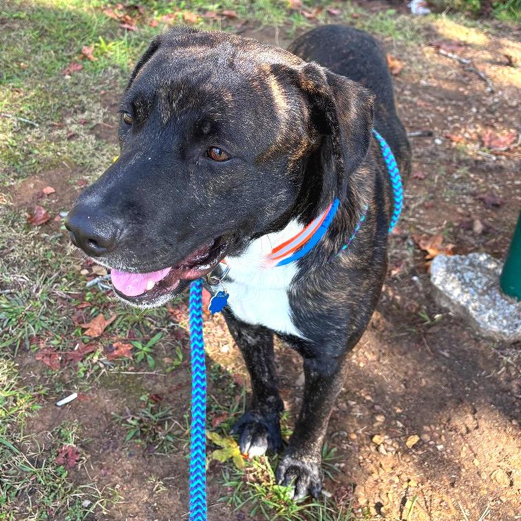 Enlarge Pachi, a Adoptable Mixed Breed in Chattanooga, TN image 6/6