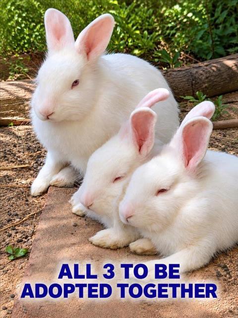 NEVE, Adoptable, Baby Female Bunny Rabbit.