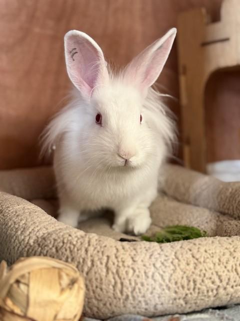 Enlarge NEVE, a Adoptable Bunny Rabbit in Santa Maria, CA image 1/1