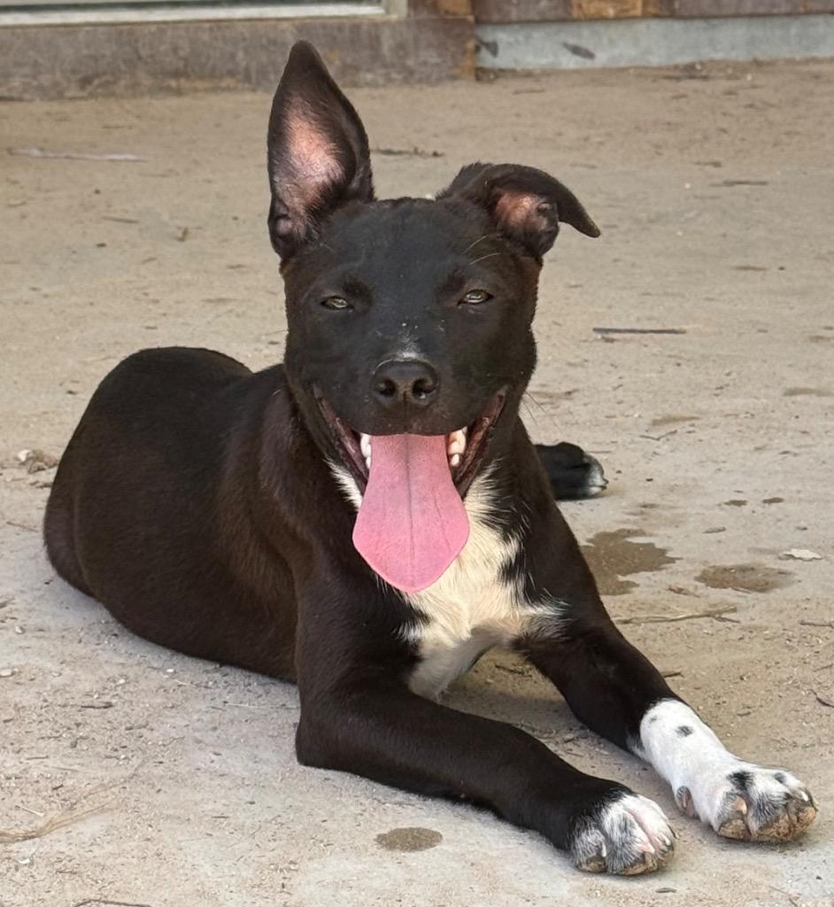 Buttercup, a Adoptable mixed breed in Junction, TX image 1/6