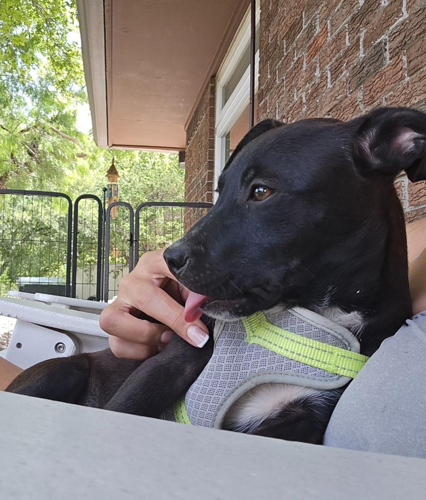 Buttercup, a Adoptable mixed breed in Junction, TX image 2/6