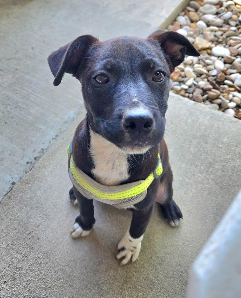 Buttercup, a Adoptable mixed breed in Junction, TX image 3/6