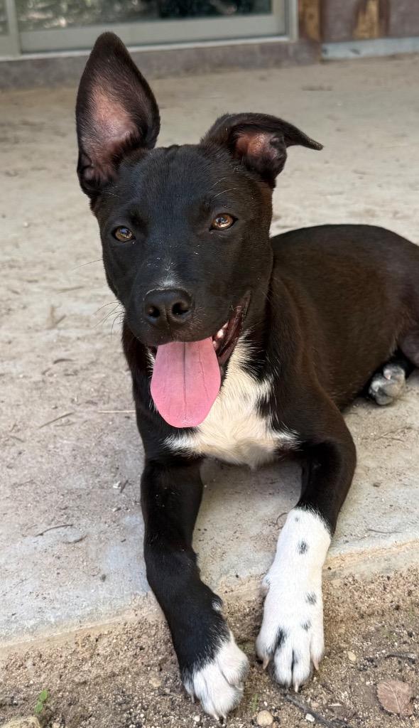 Buttercup, a Adoptable mixed breed in Junction, TX image 4/6