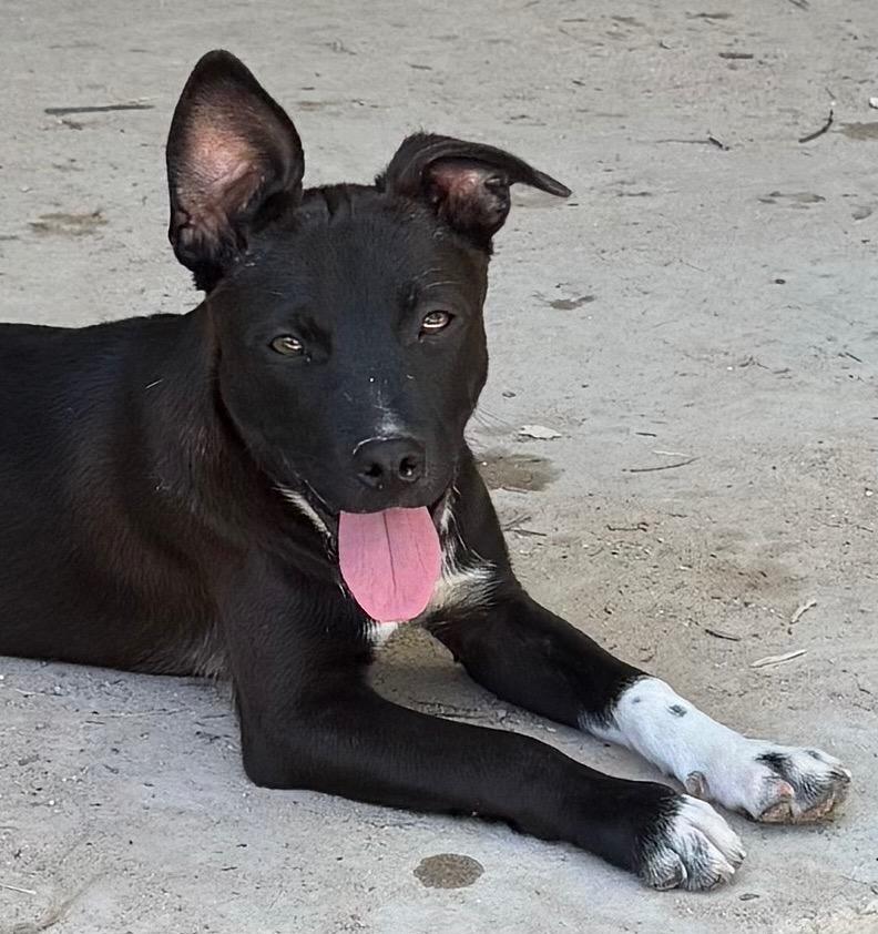 Buttercup, a Adoptable mixed breed in Junction, TX image 5/6