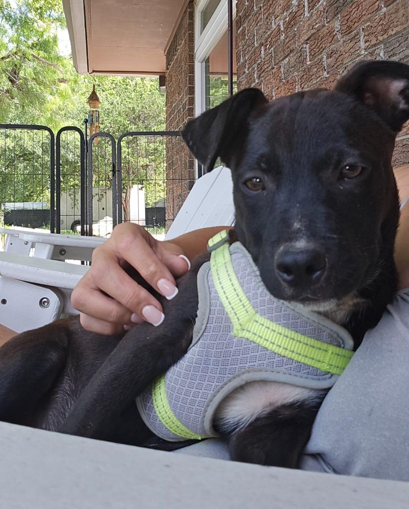 Buttercup, a Adoptable mixed breed in Junction, TX image 6/6