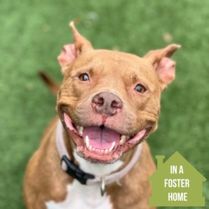 Nala Rose, a Adoptable mixed breed in Sacramento, CA image 2/6