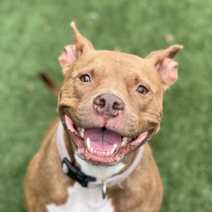 Nala Rose, a Adoptable mixed breed in Sacramento, CA image 3/6