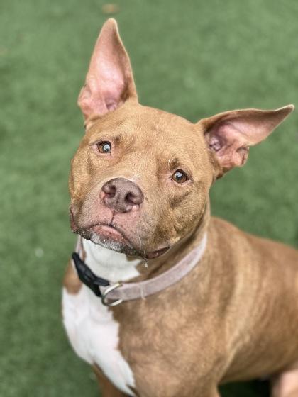 Nala Rose, a Adoptable mixed breed in Sacramento, CA image 6/6