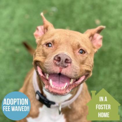 Nala Rose, a Adoptable mixed breed in Sacramento, CA image 1/6