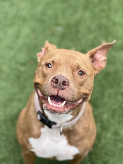 Nala Rose, a Adoptable mixed breed in Sacramento, CA image 4/6