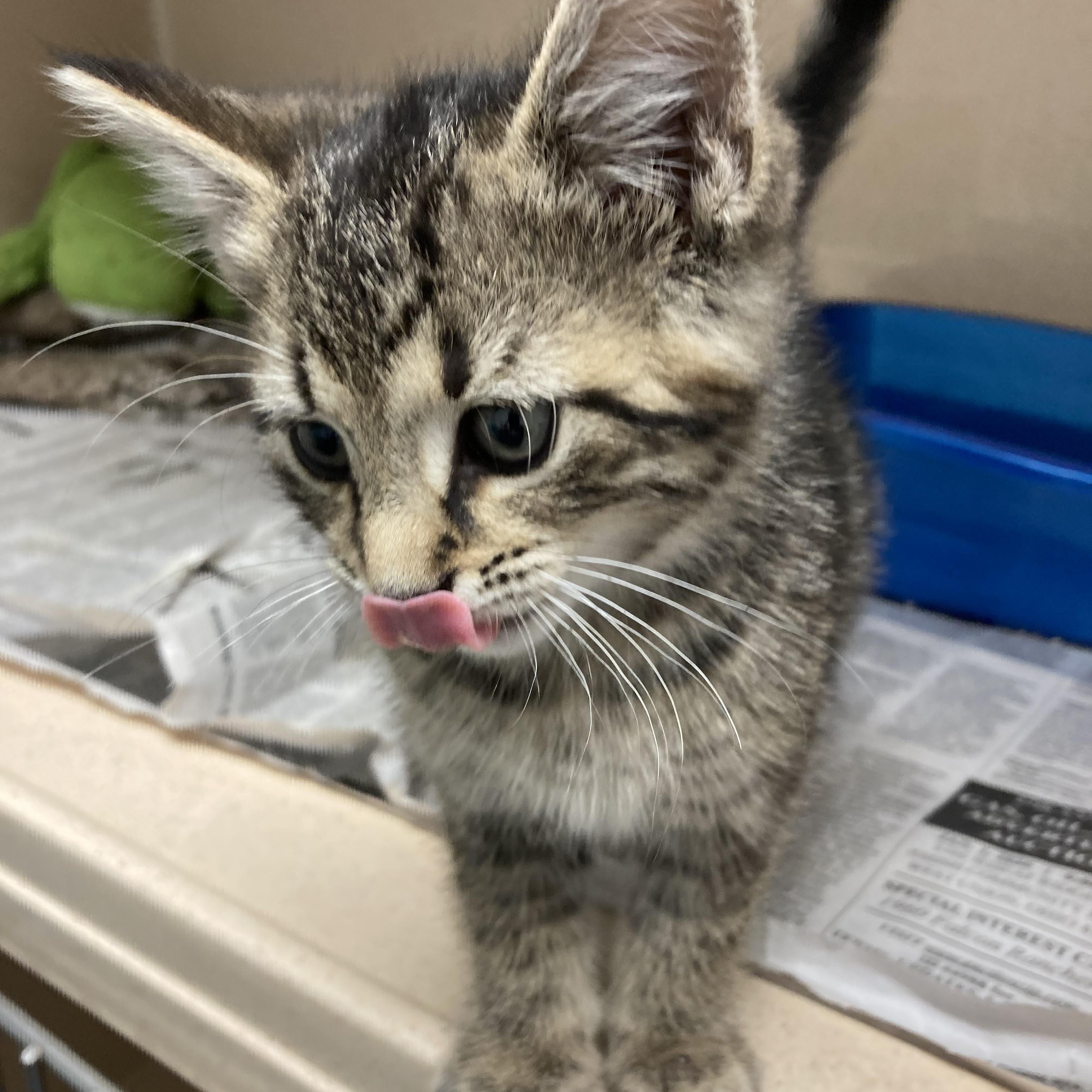 Enlarge SQUEAKY , an adopted Tabby in Wilmington, OH image 4/4