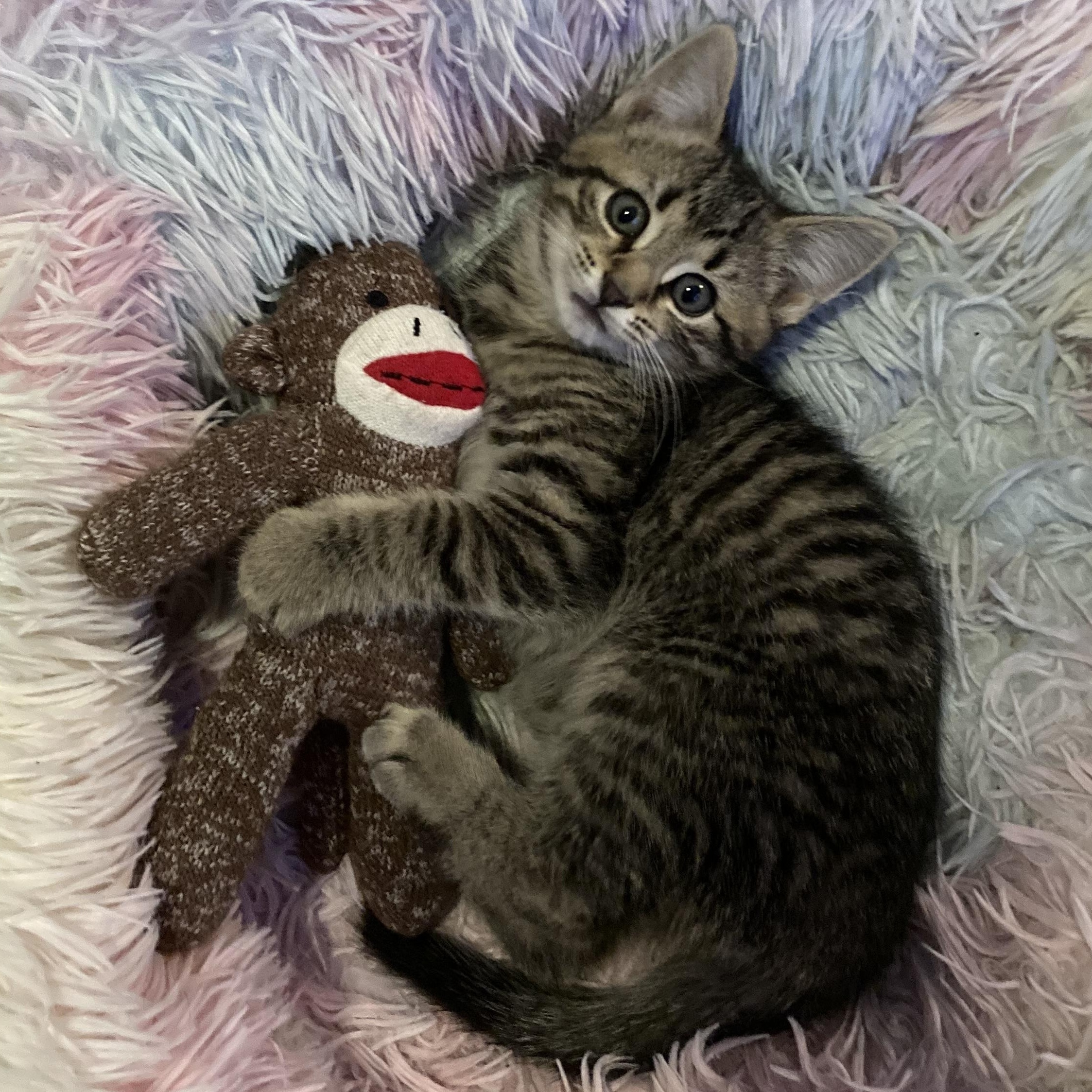SQUEAKY , adopted, Kitten Male Tabby.
