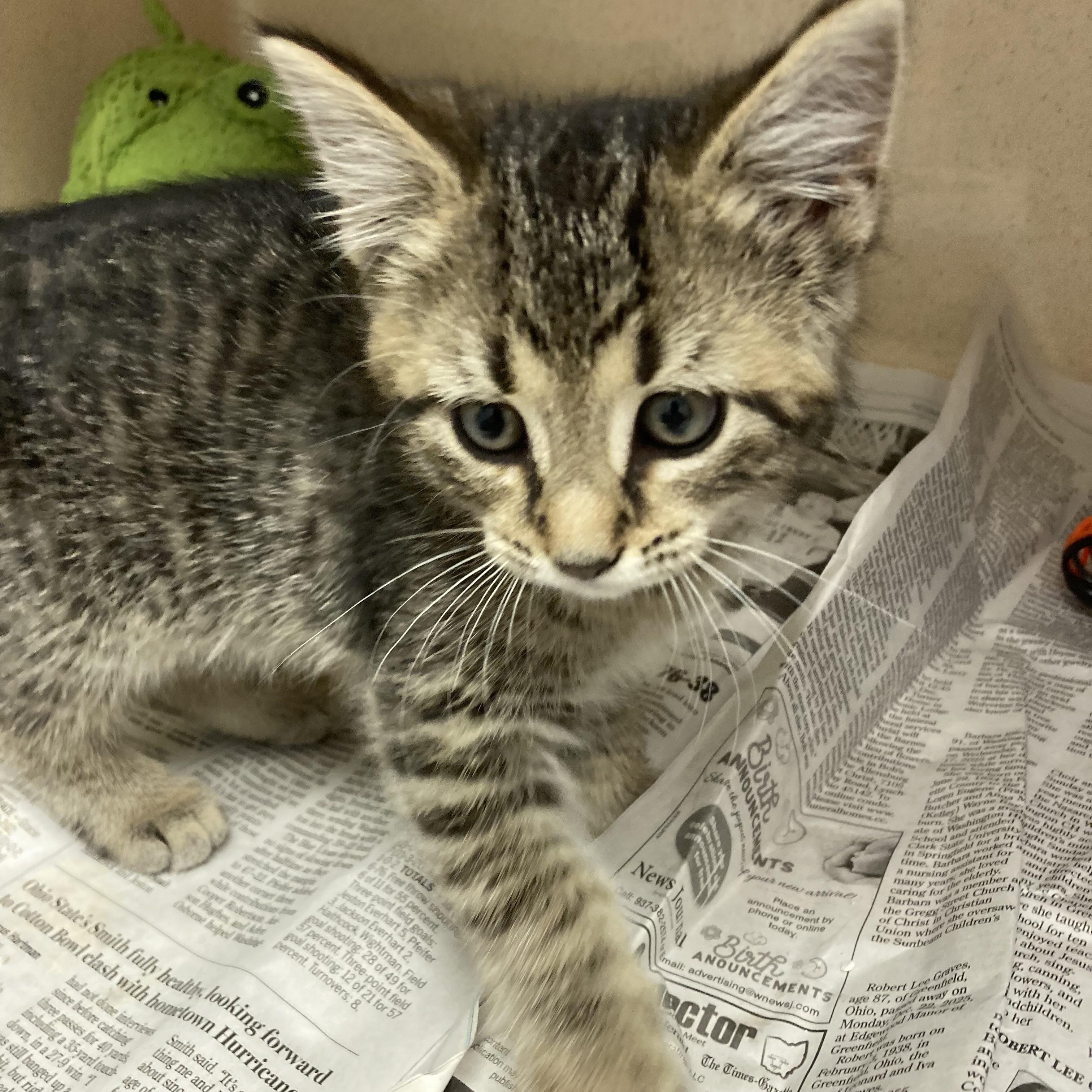 Enlarge SQUEAKY , an adopted Tabby in Wilmington, OH image 3/4