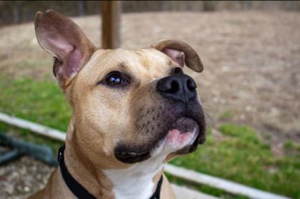 Enlarge Grog, a Adoptable Mixed Breed in West Chester, PA image 1/3