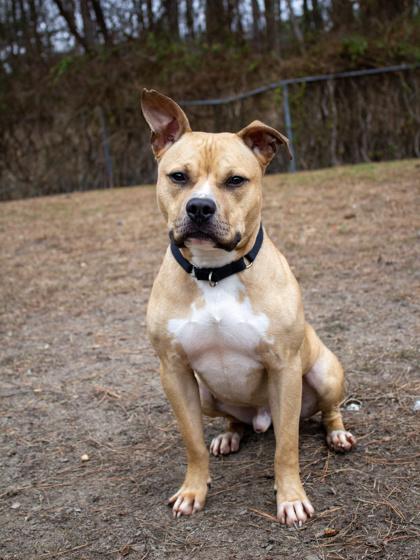 Enlarge Grog, a Adoptable Mixed Breed in West Chester, PA image 2/3