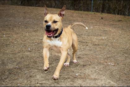Grog, a Adoptable Mixed Breed in West Chester, PA image 1/3