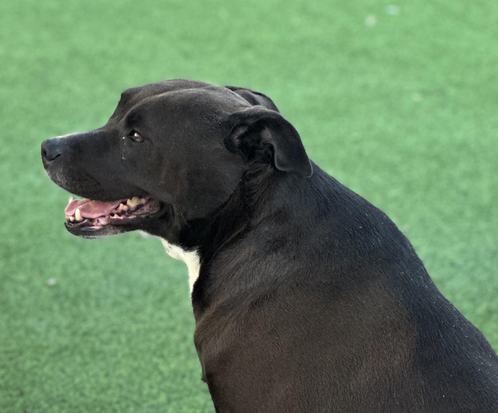 Vera, a Adoptable mixed breed in Wilmington, IL image 1/6