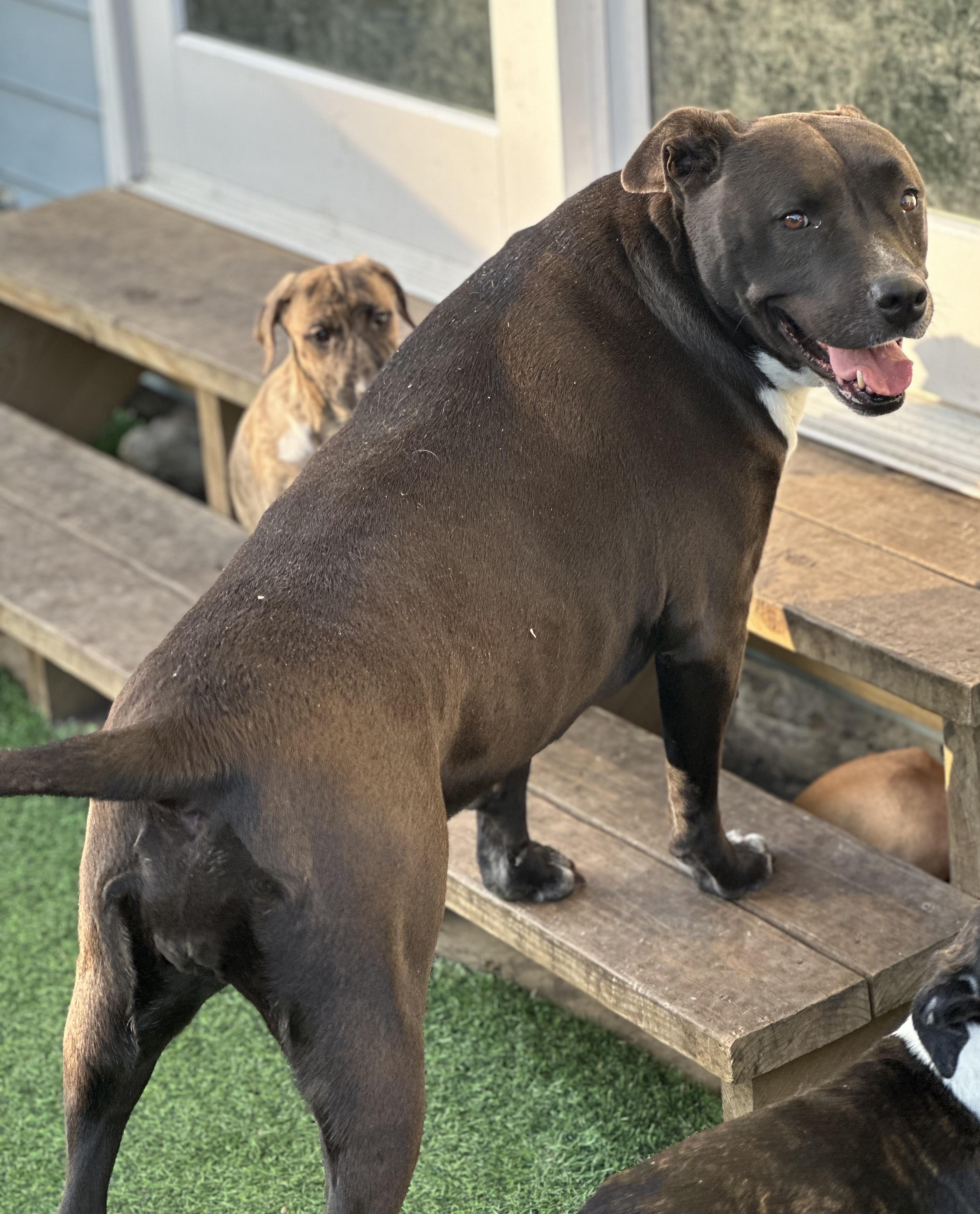 Vera, a Adoptable mixed breed in Wilmington, IL image 2/6