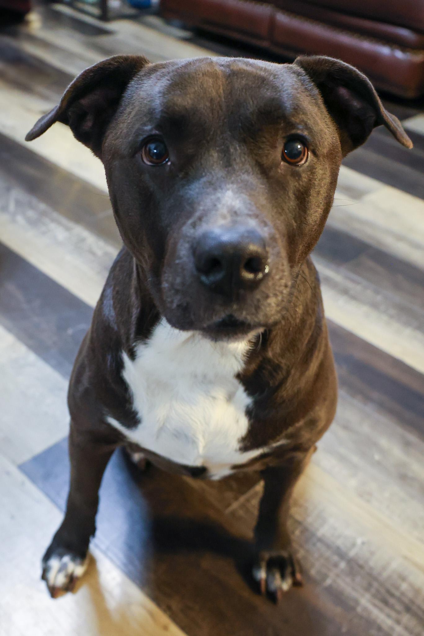 Enlarge Vera, a Adoptable mixed breed in Wilmington, IL image 3/6