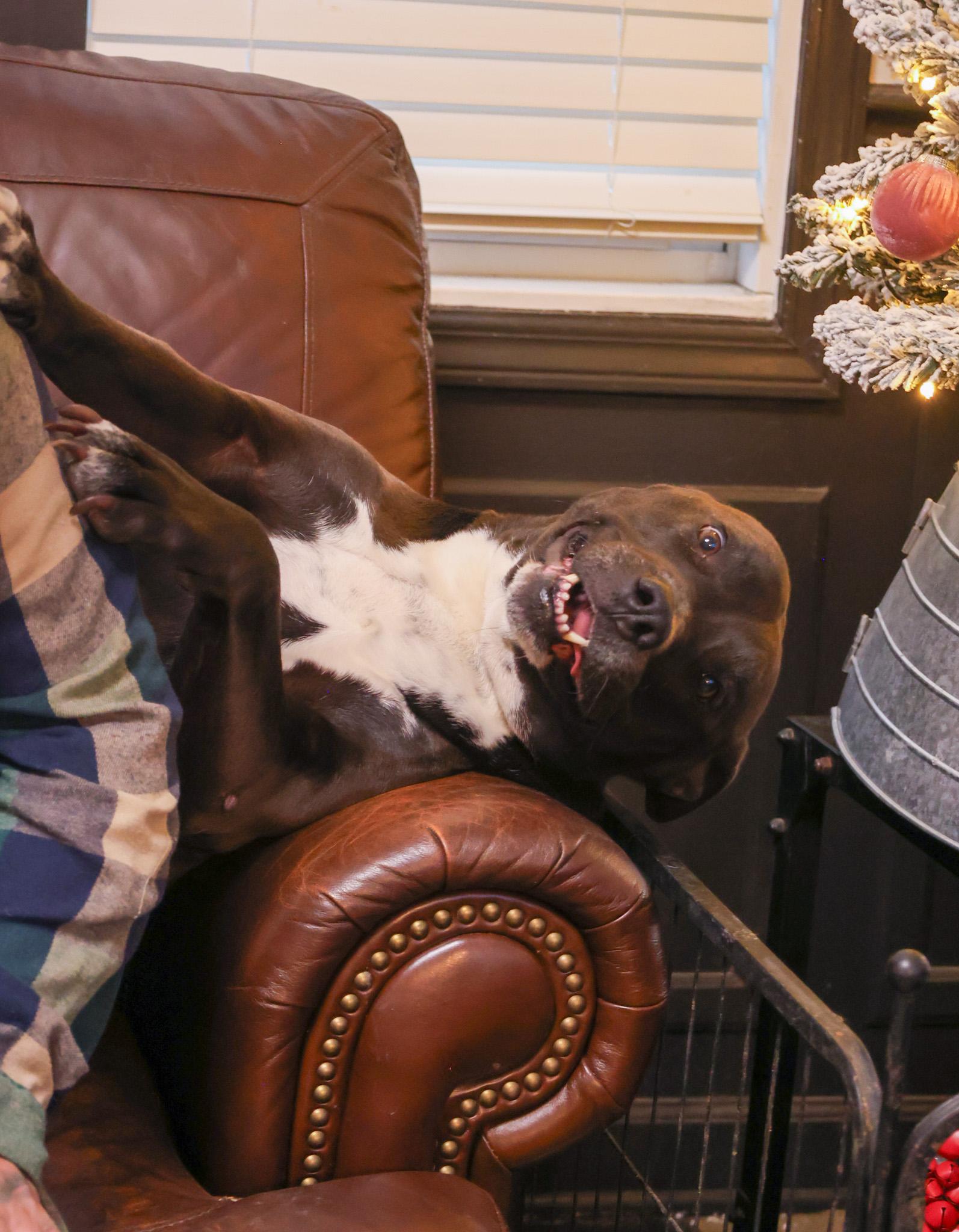 Vera, Adoptable, Adult Female Pit Bull Terrier.