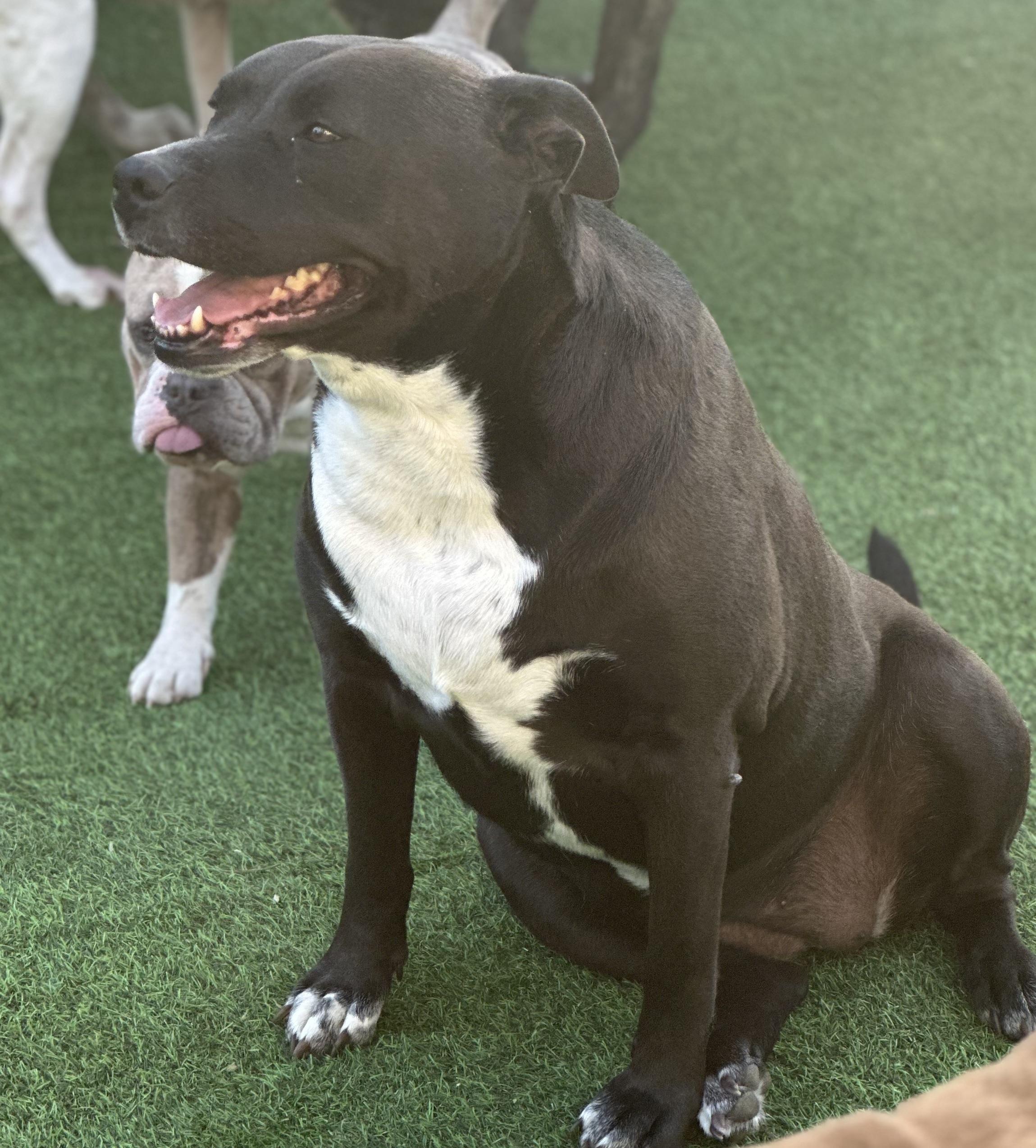 Vera, a Adoptable mixed breed in Wilmington, IL image 3/6