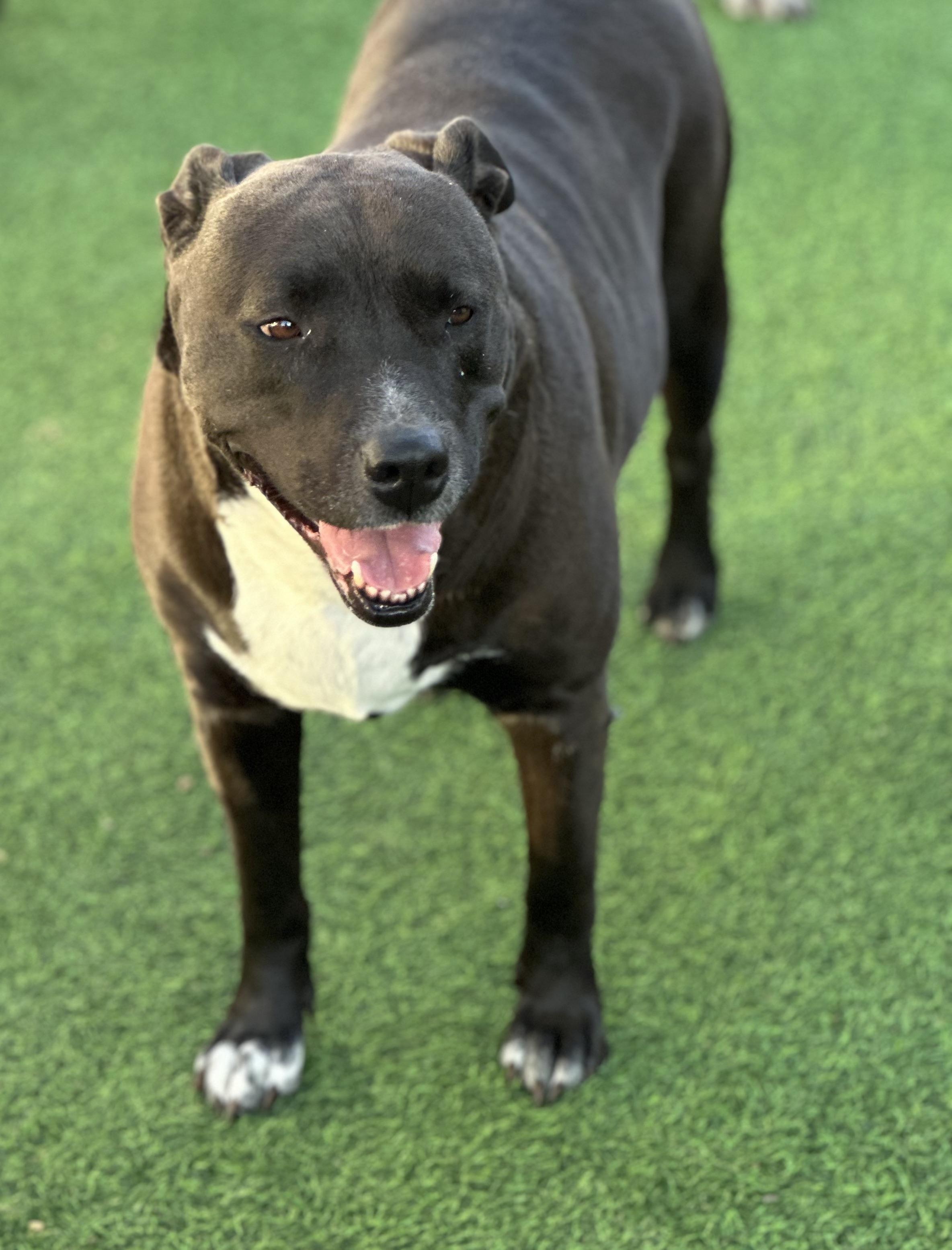 Vera, a Adoptable mixed breed in Wilmington, IL image 4/6