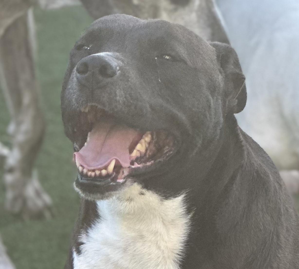 Vera, a Adoptable mixed breed in Wilmington, IL image 5/6