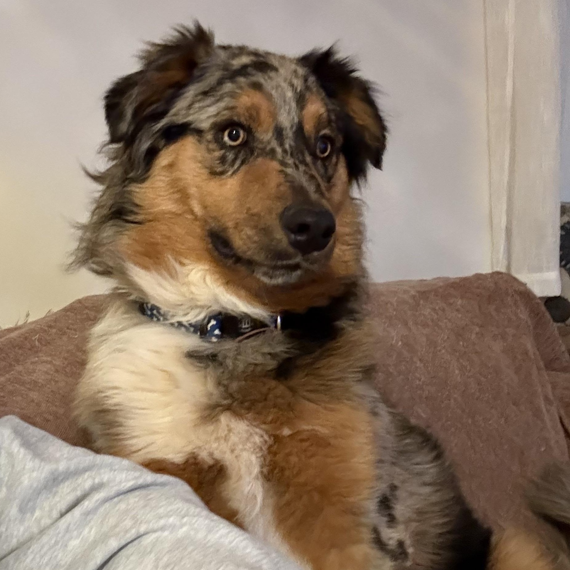 Enlarge Copper, an adopted Australian Shepherd in Stuart, VA image 4/4