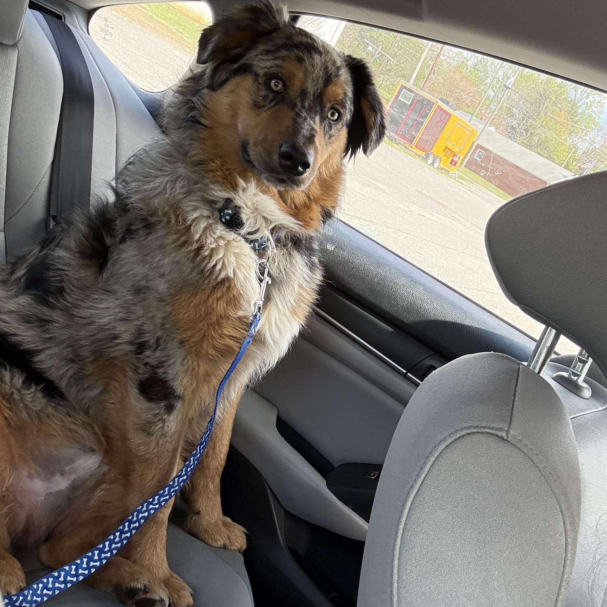Enlarge Copper, an adopted Australian Shepherd in Stuart, VA image 2/4