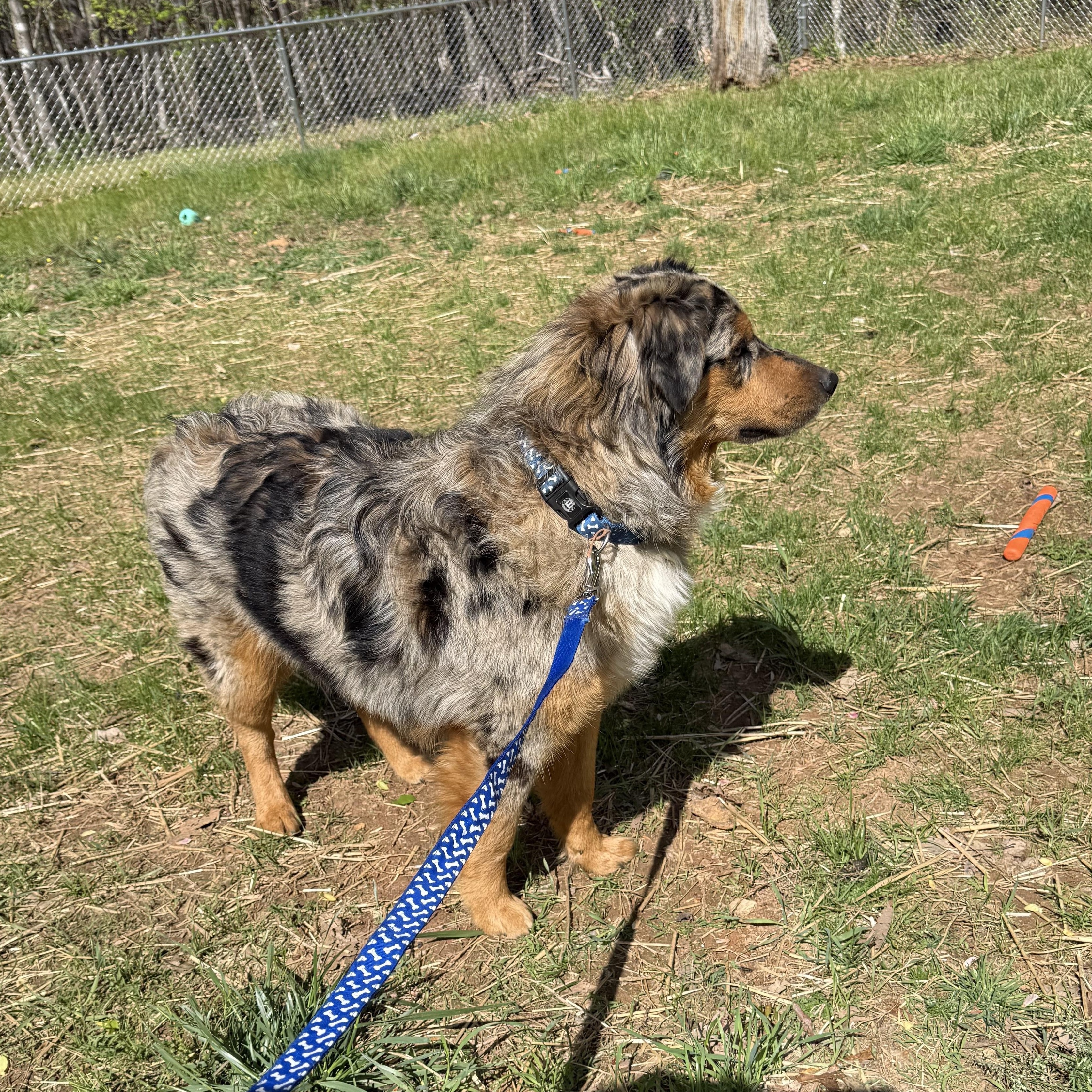 Enlarge Copper, an adopted Australian Shepherd in Stuart, VA image 3/4