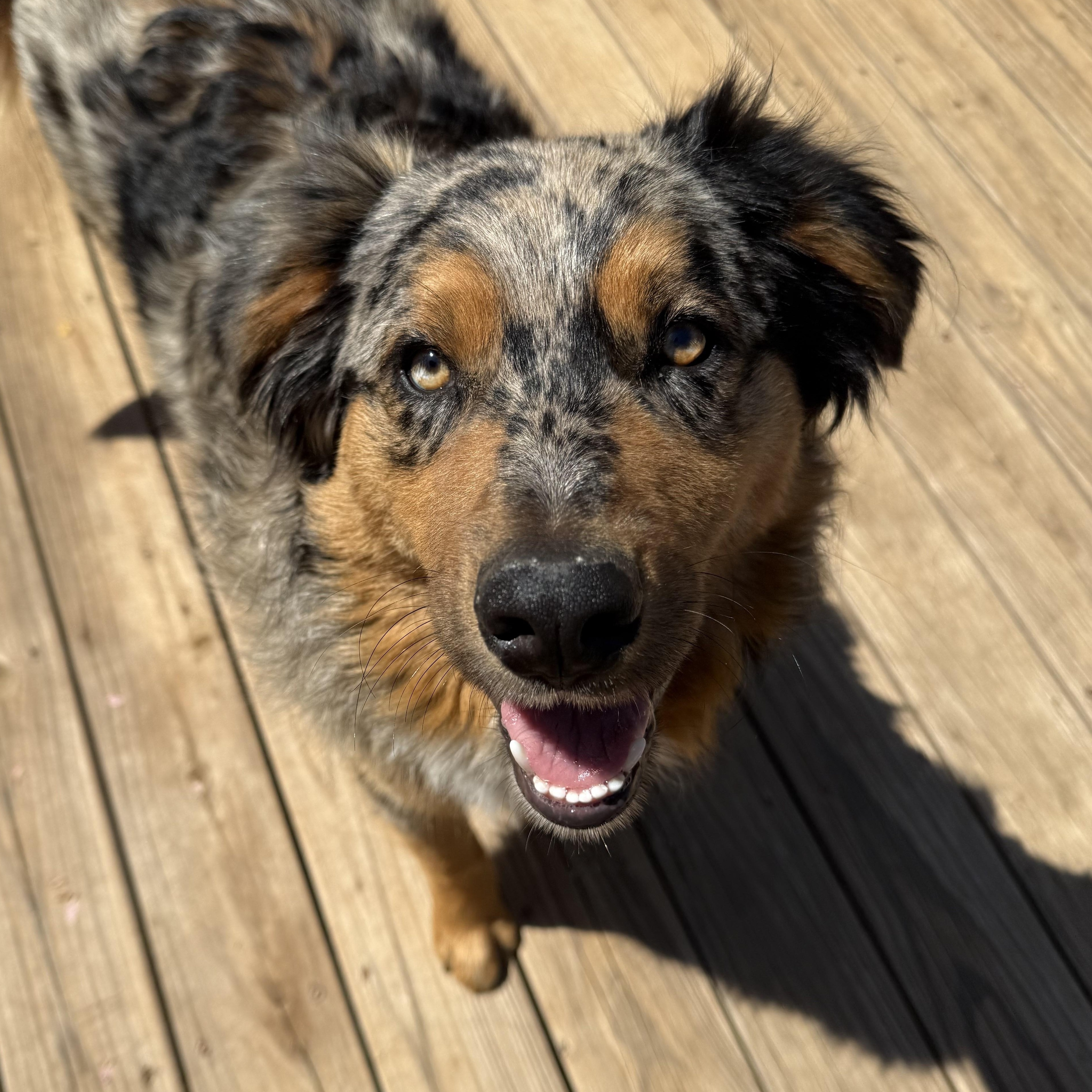 Enlarge Copper, an adopted Australian Shepherd in Stuart, VA image 1/4