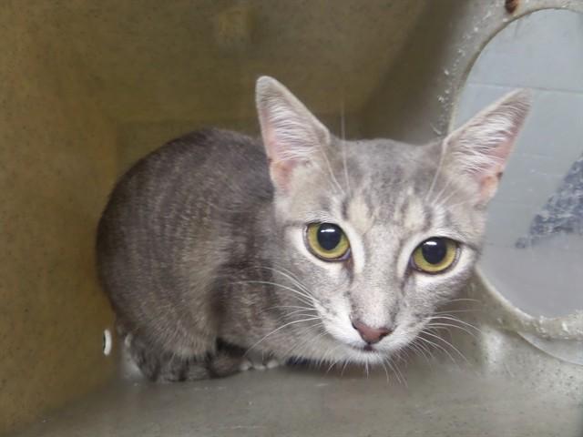 JUPITER, Adoptable, Young Female Domestic Short Hair.