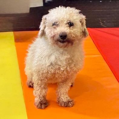 Horace, Adoptable, Adult Male Poodle.