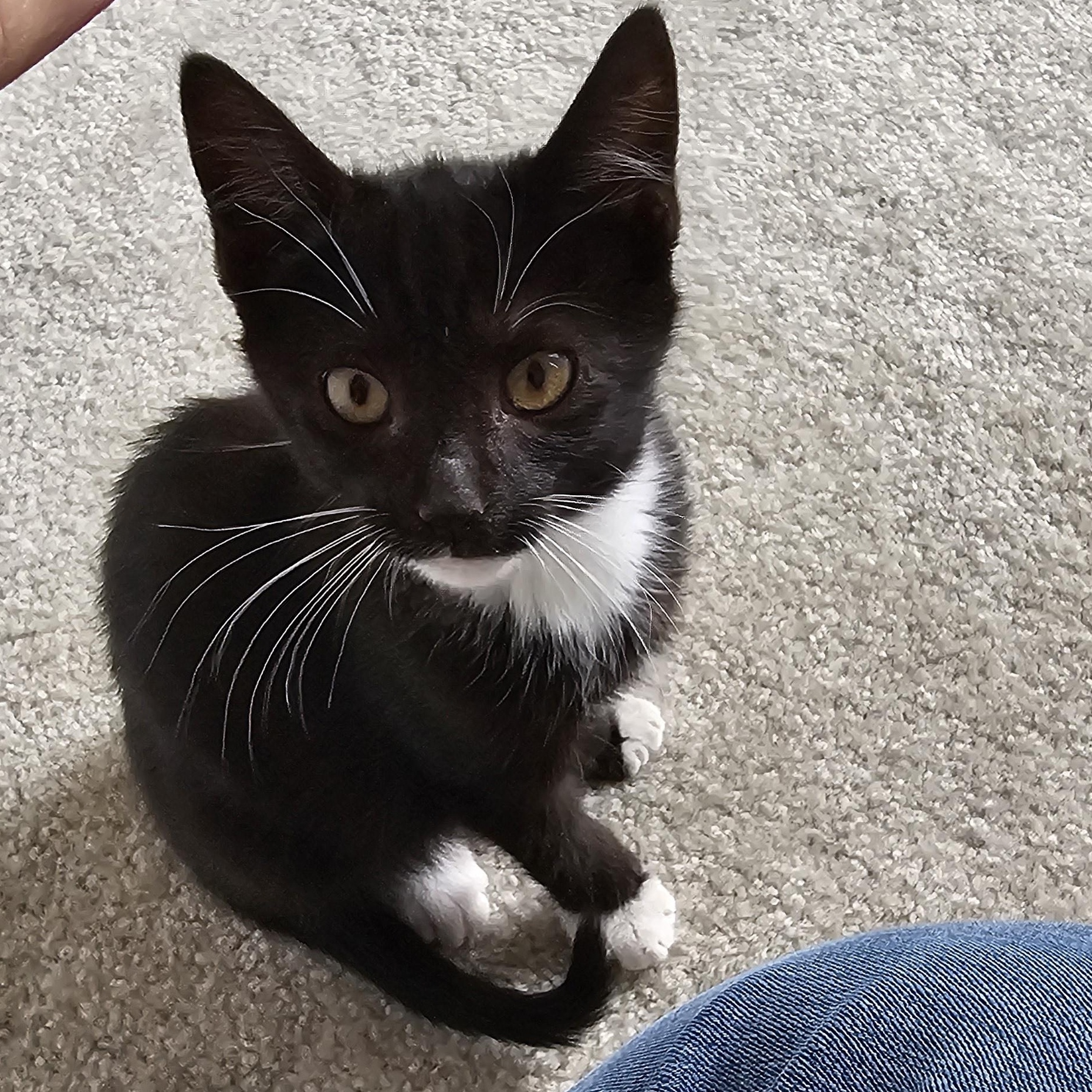 Abe, a Adoptable mixed breed in Hyattsville, MD image 1/6