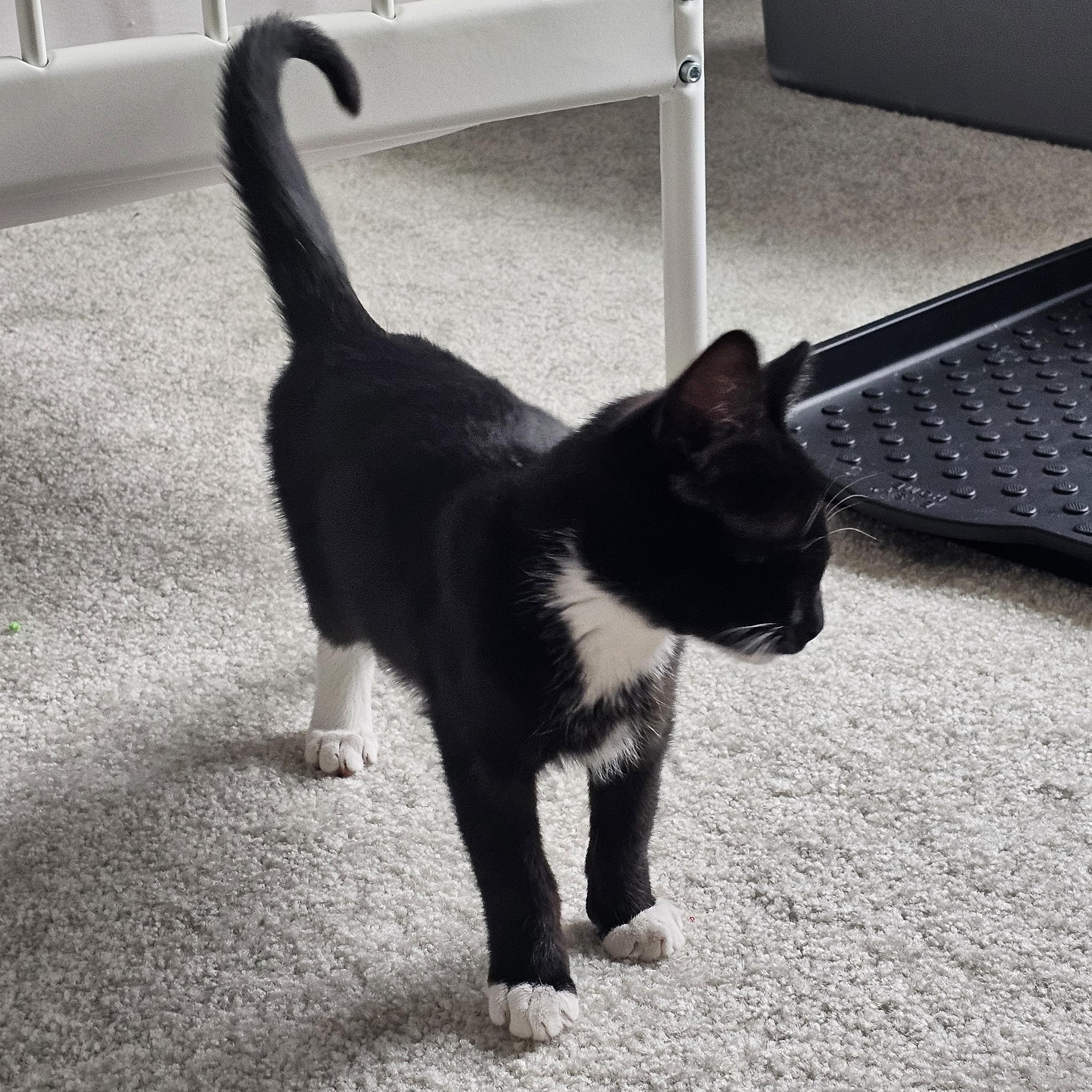 Abe, a Adoptable mixed breed in Hyattsville, MD image 5/6