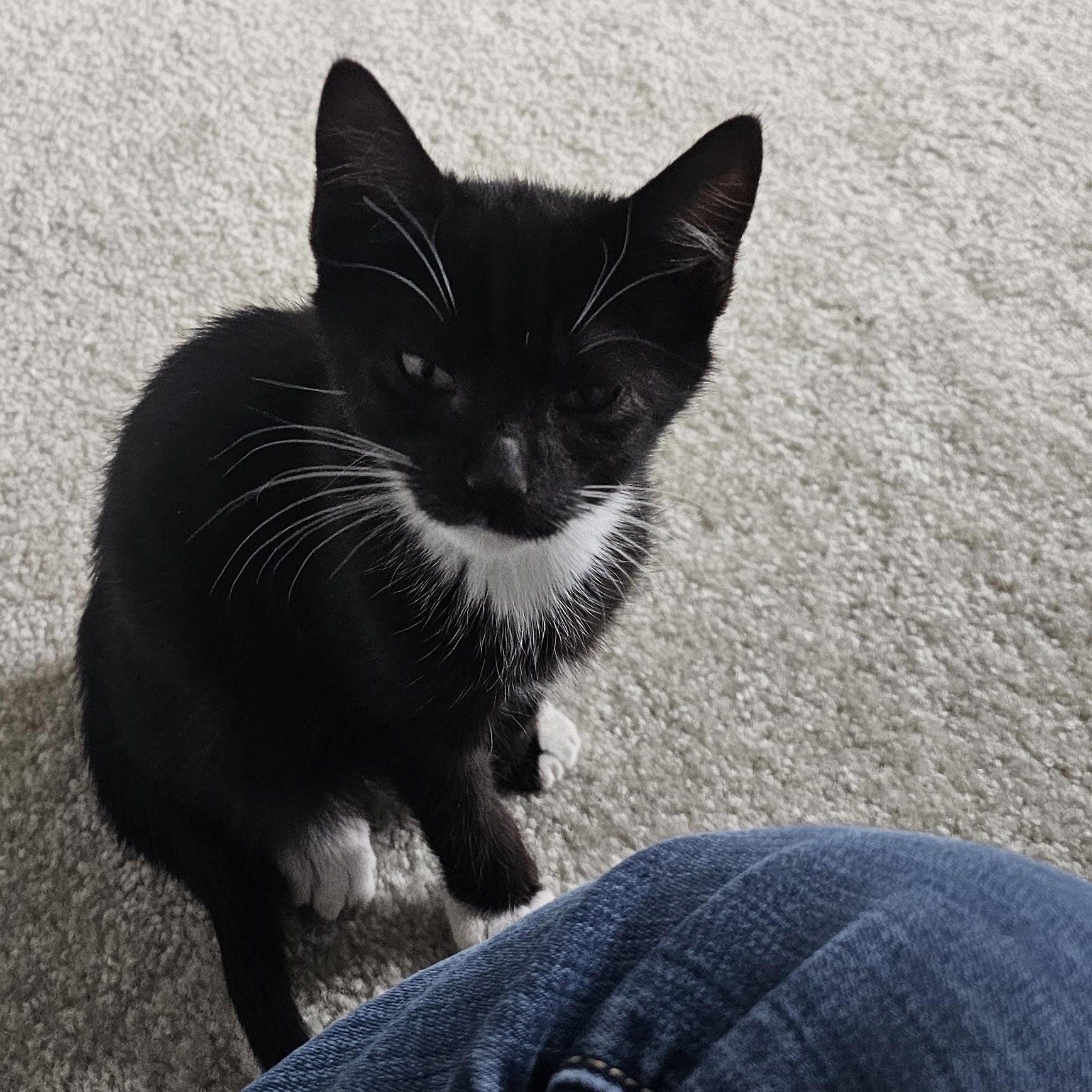 Abe, a Adoptable mixed breed in Hyattsville, MD image 6/6