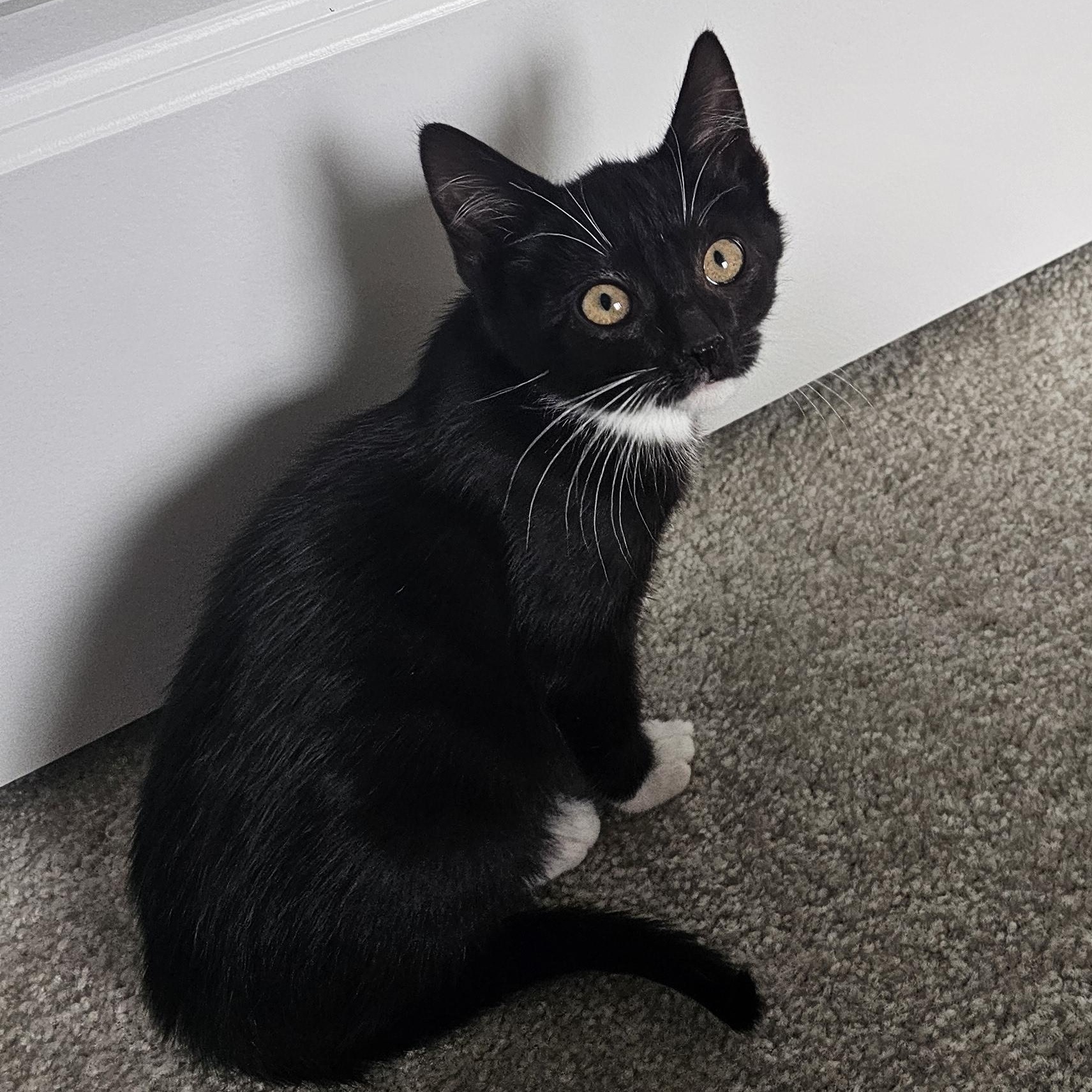 Abe, a Adoptable mixed breed in Hyattsville, MD image 4/6