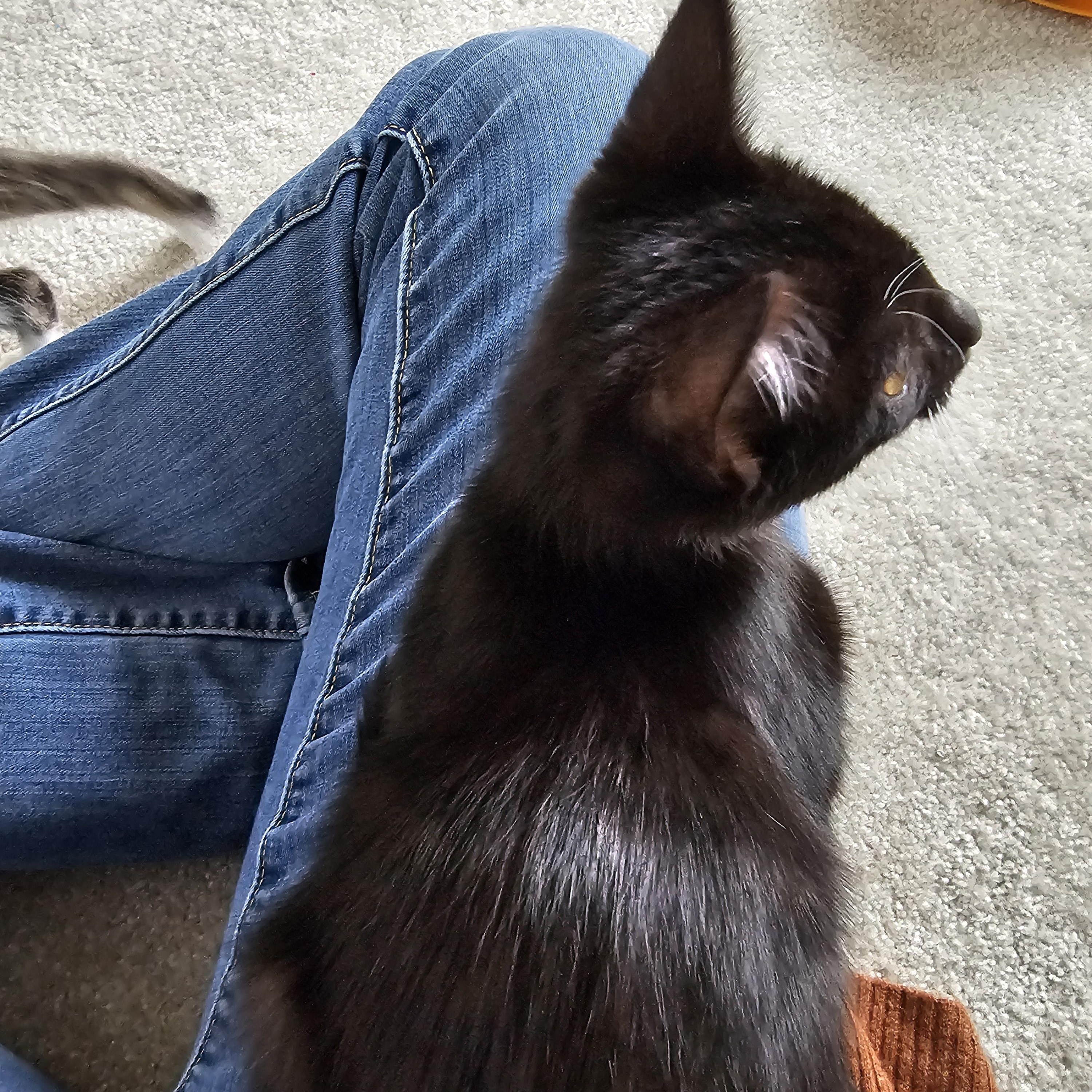 Abe, a Adoptable mixed breed in Hyattsville, MD image 3/6