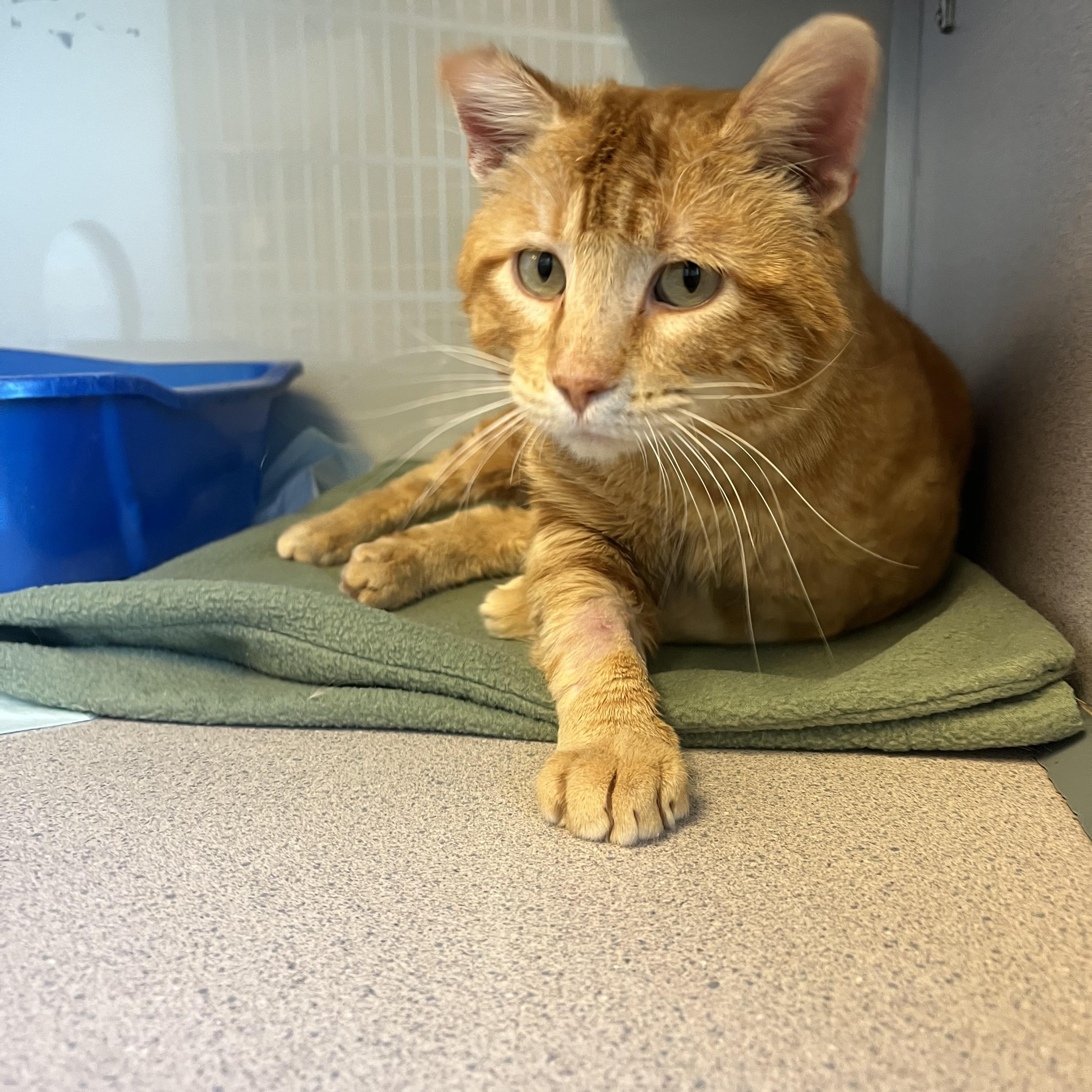 Creek @ PetSmart Near Lindale Male