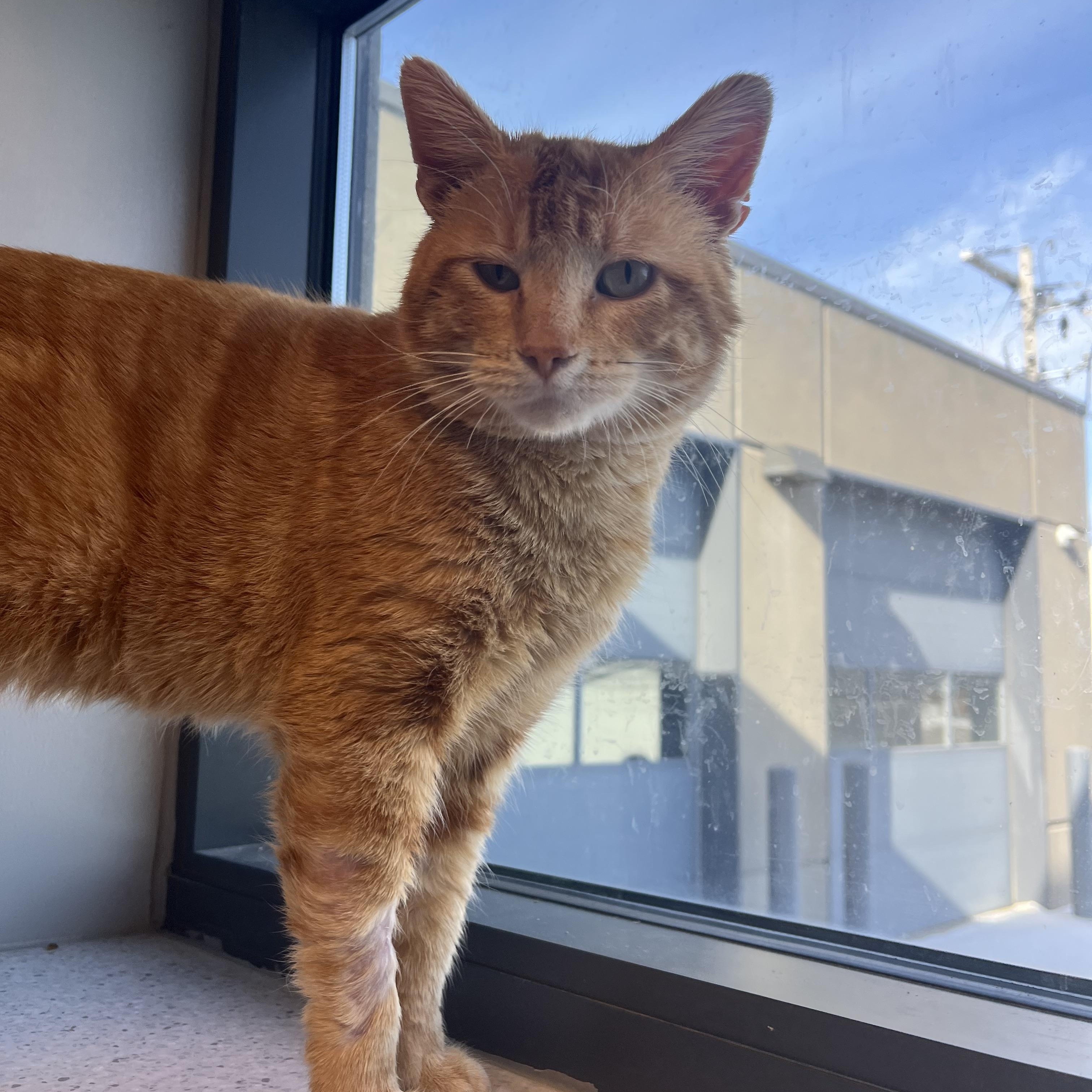 Creek @ PetSmart Near Lindale Male — thumbnail 3