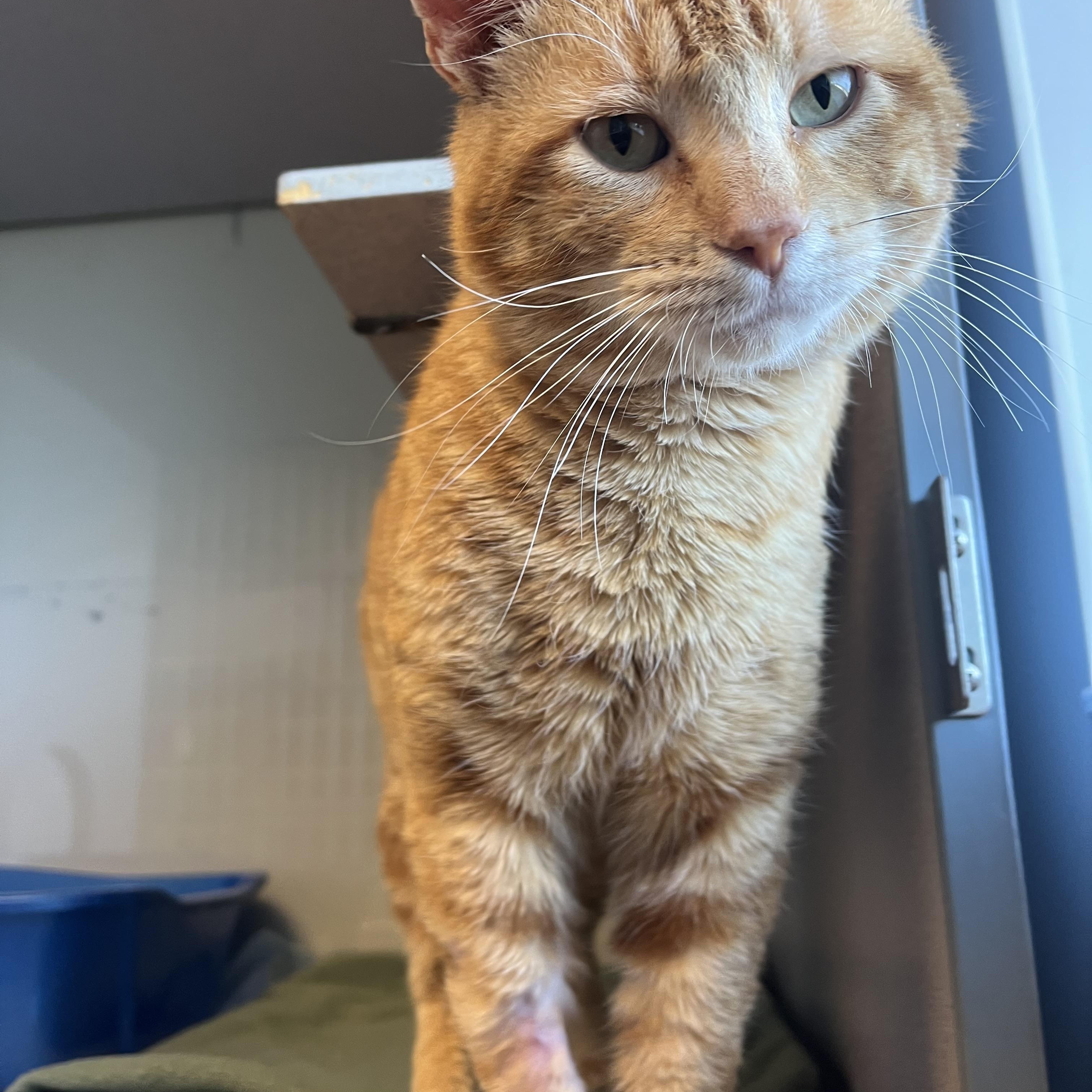 Creek @ PetSmart Near Lindale Male — thumbnail 4