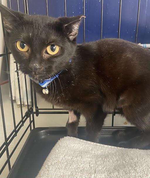 Tootsie Roll, ADOPTABLE, Adult Male Domestic Short Hair.