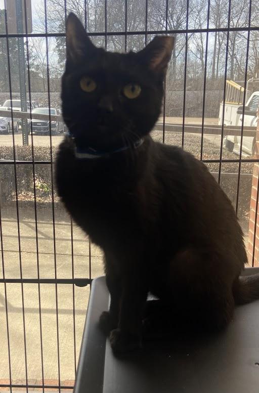 Enlarge Tootsie Roll, a ADOPTABLE Domestic Short Hair in Germantown, TN image 2/2