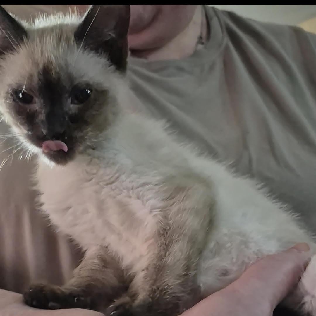 Enlarge Buck, an adopted mixed breed in Orrville, OH image 1/2